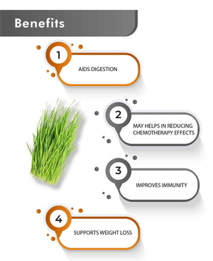 Just Jaivik Organic Wheatgrass Powder 100gm - Detox & Immunity - Health N Wellness Shop