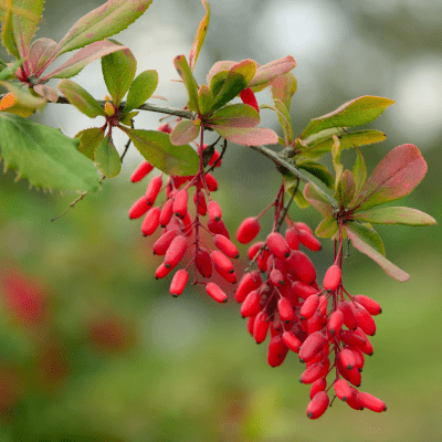 Berberine - Health N Wellness Shop