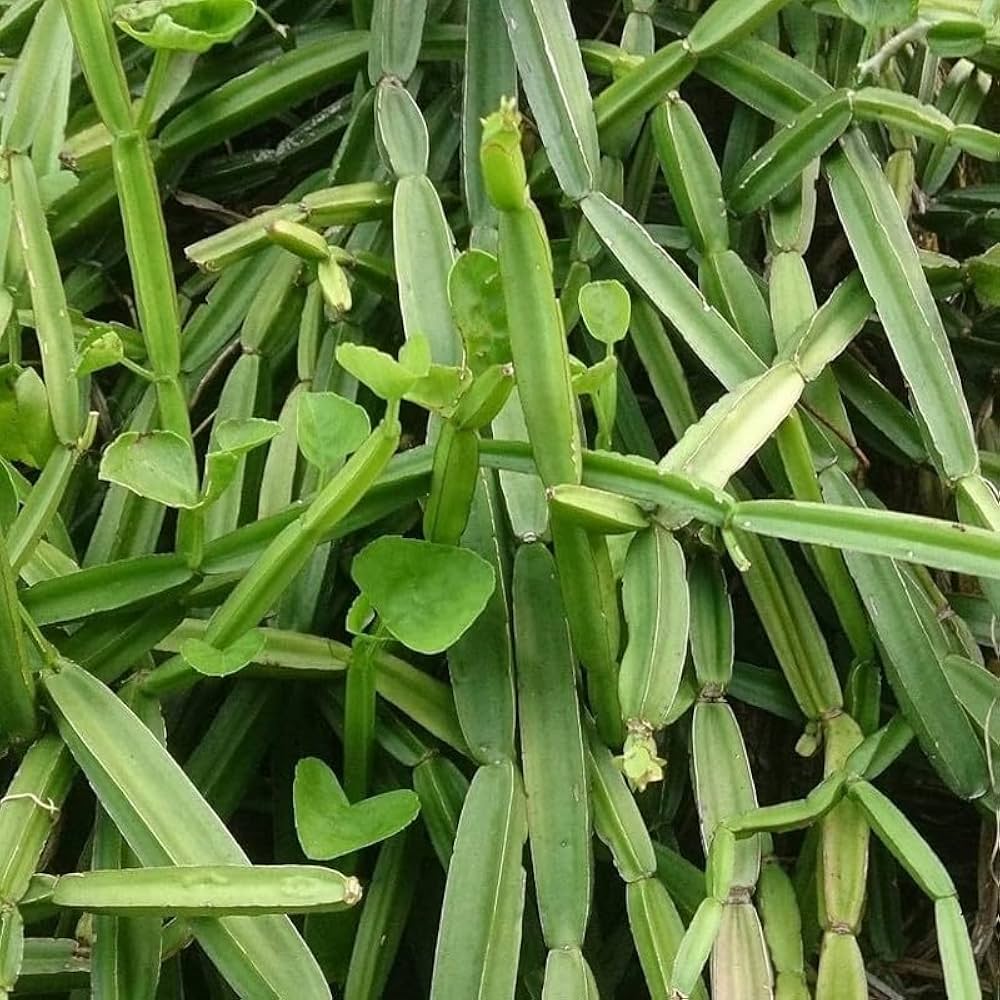 Cissus - Health N Wellness Shop