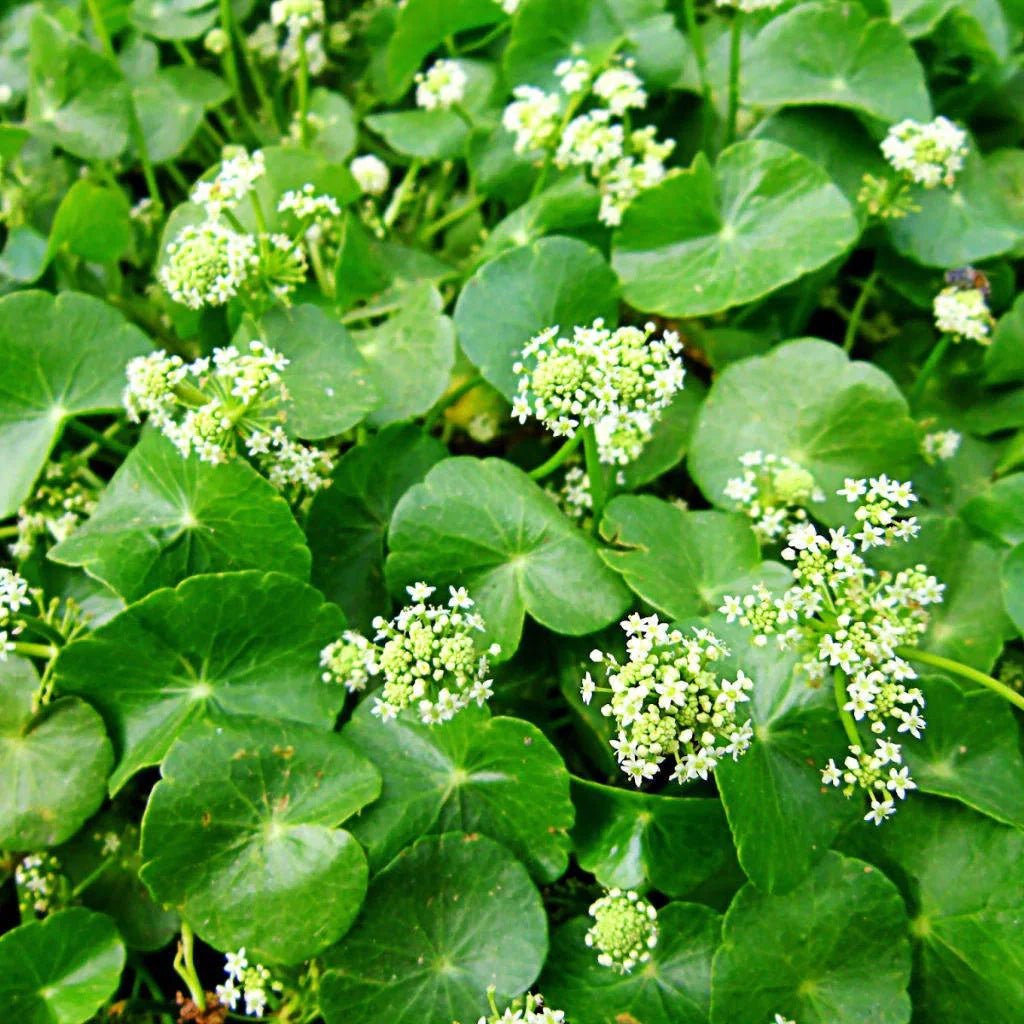 Gotu Kola - Health N Wellness Shop