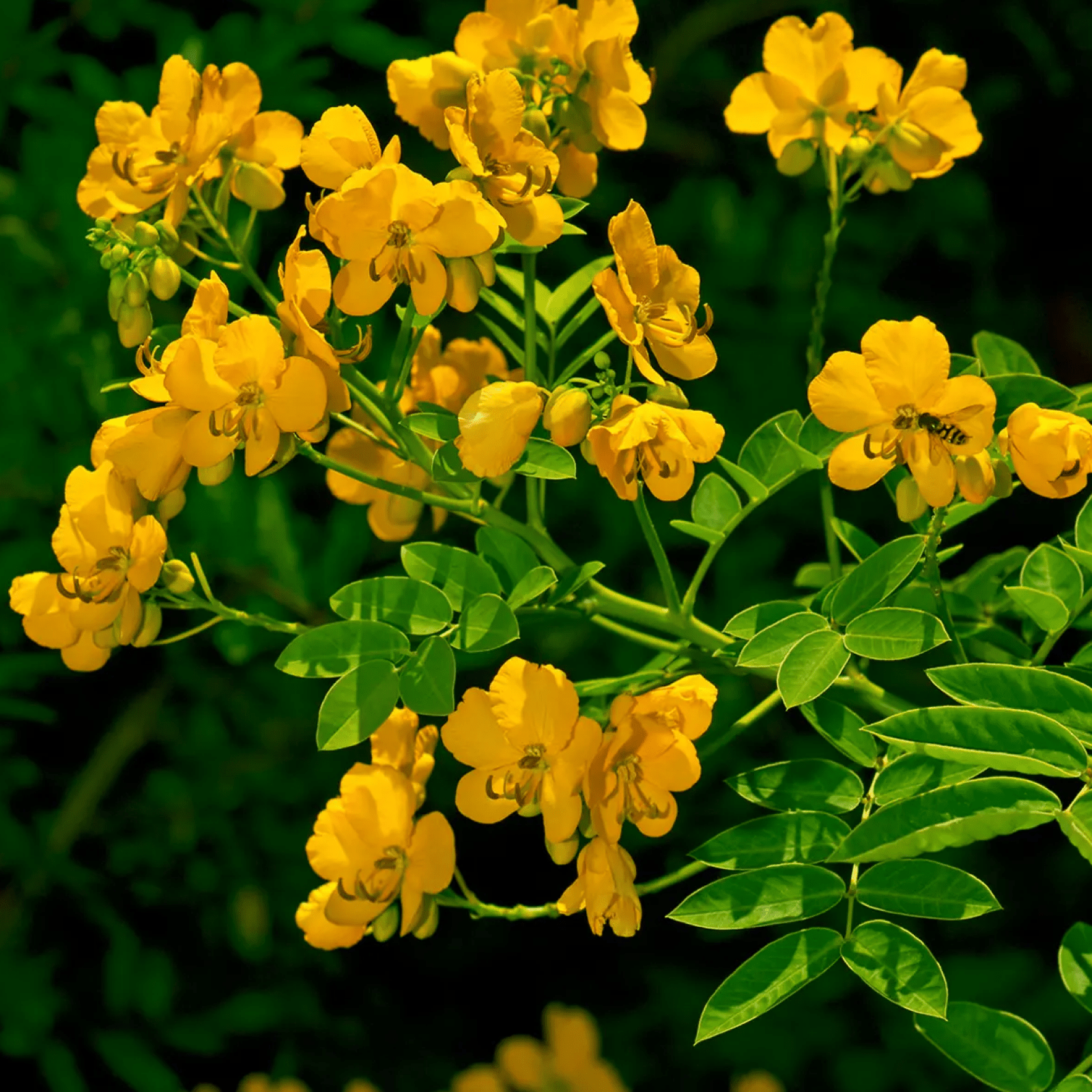 Senna - Health N Wellness Shop