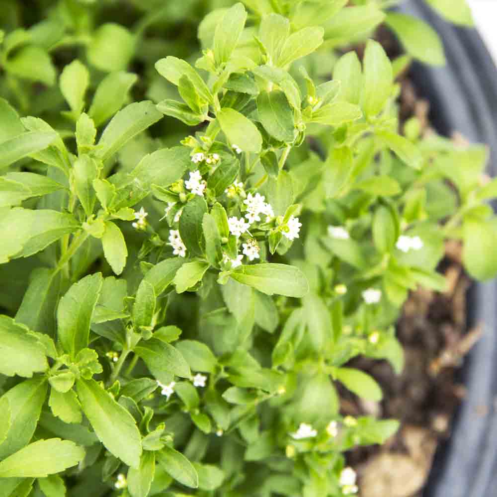 Stevia - Health N Wellness Shop