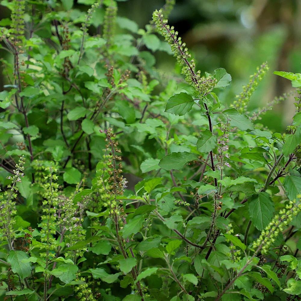 Tulsi - Health N Wellness Shop