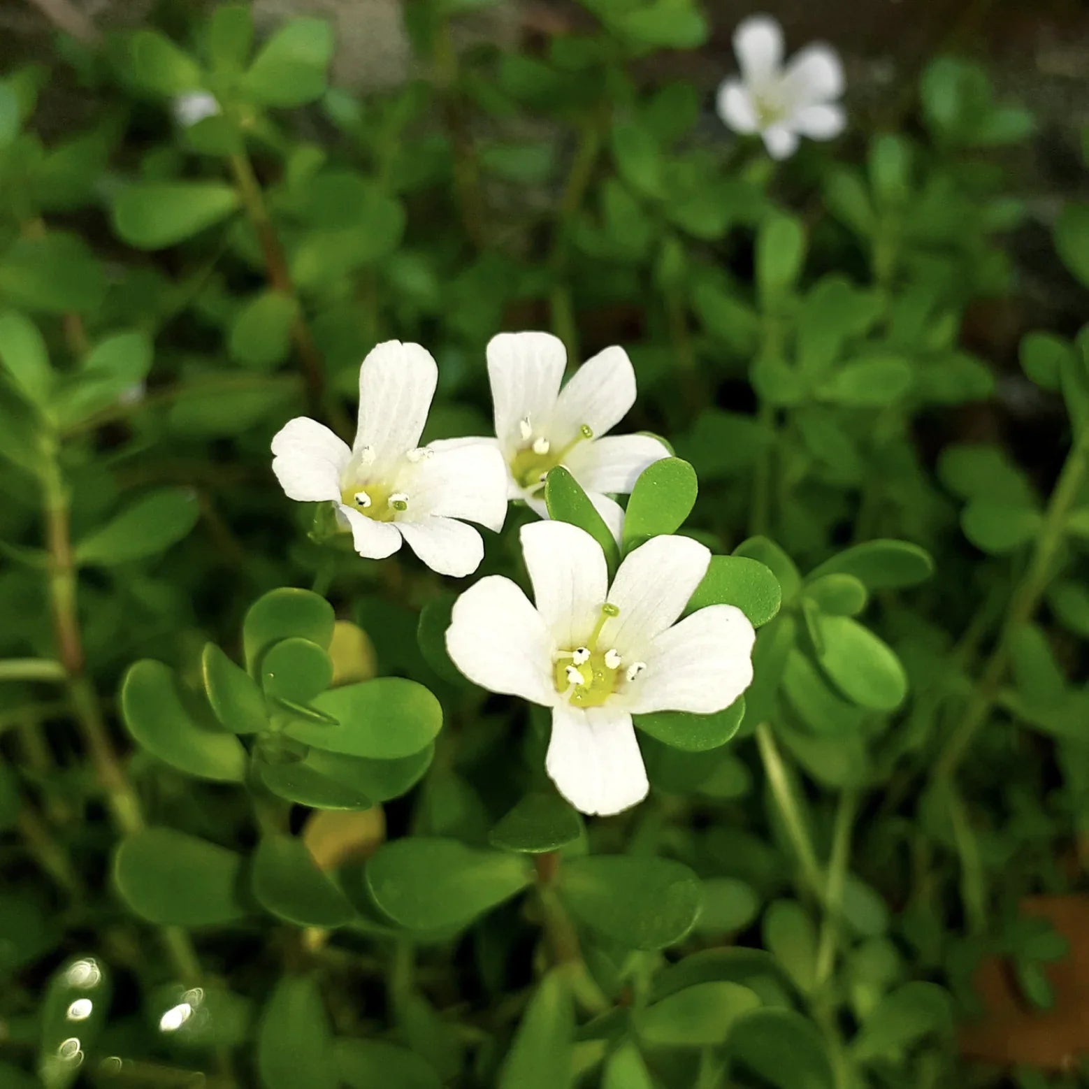Brahmi - Health N Wellness Shop