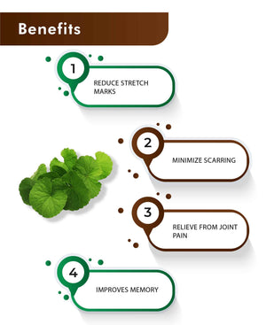 H&C Natural Gotu Kola Tablet 350mg - Brain & Memory Support - Health N Wellness Shop