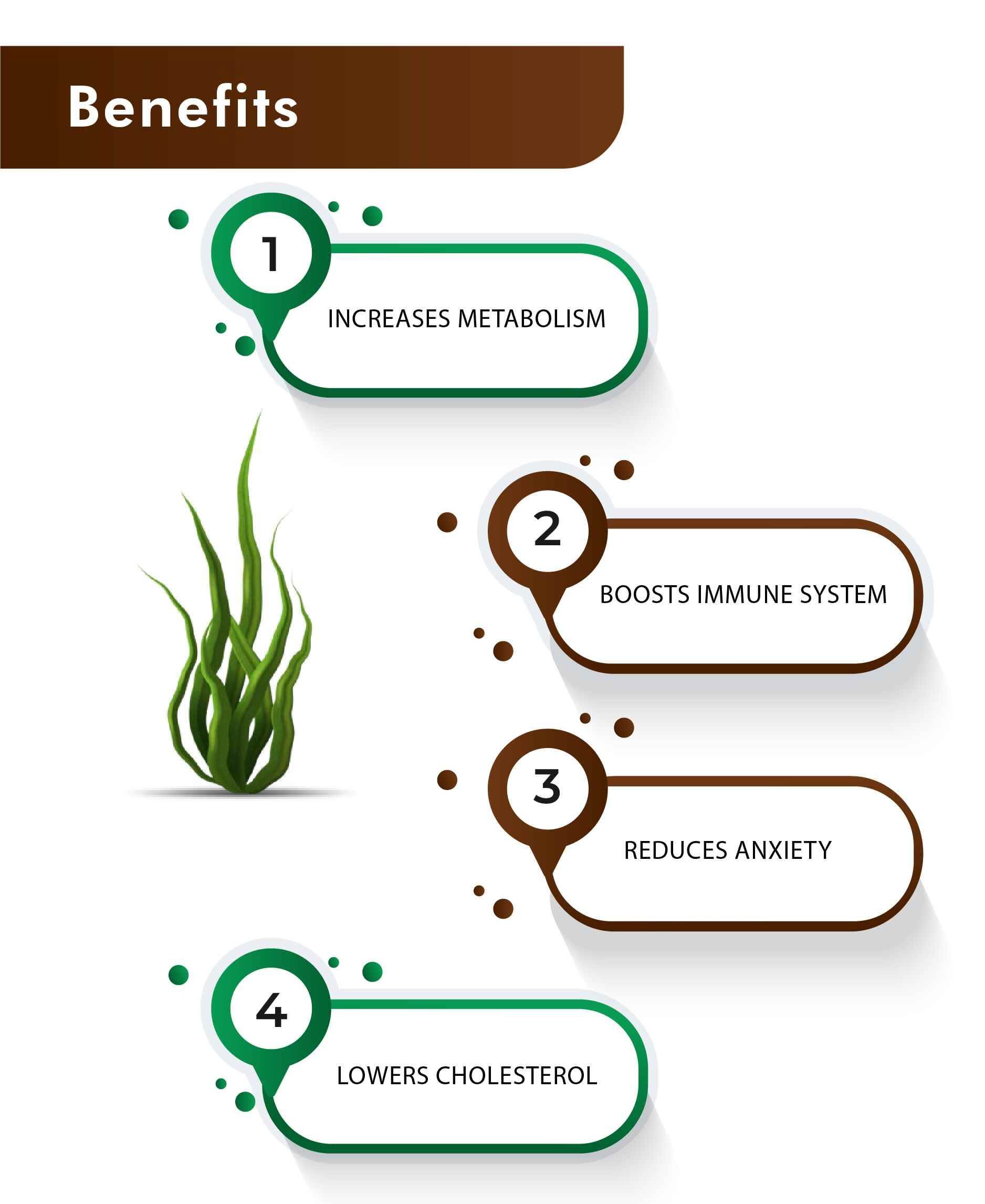 H&C Natural Spirulina Powder 100gm - Protein & Energy Boost - Health N Wellness Shop